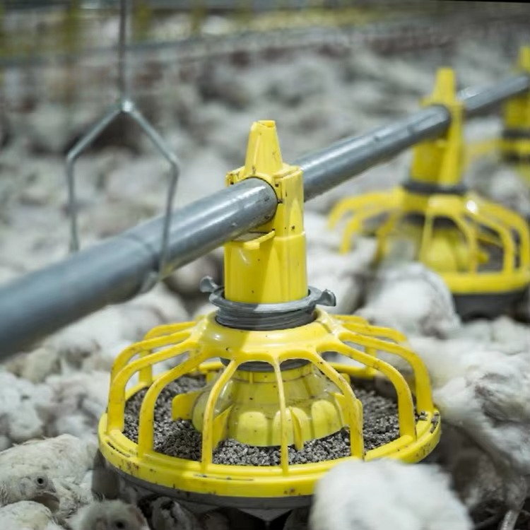 Farming Equipment For Agriculture - Equipo agrícola para pollos y aves