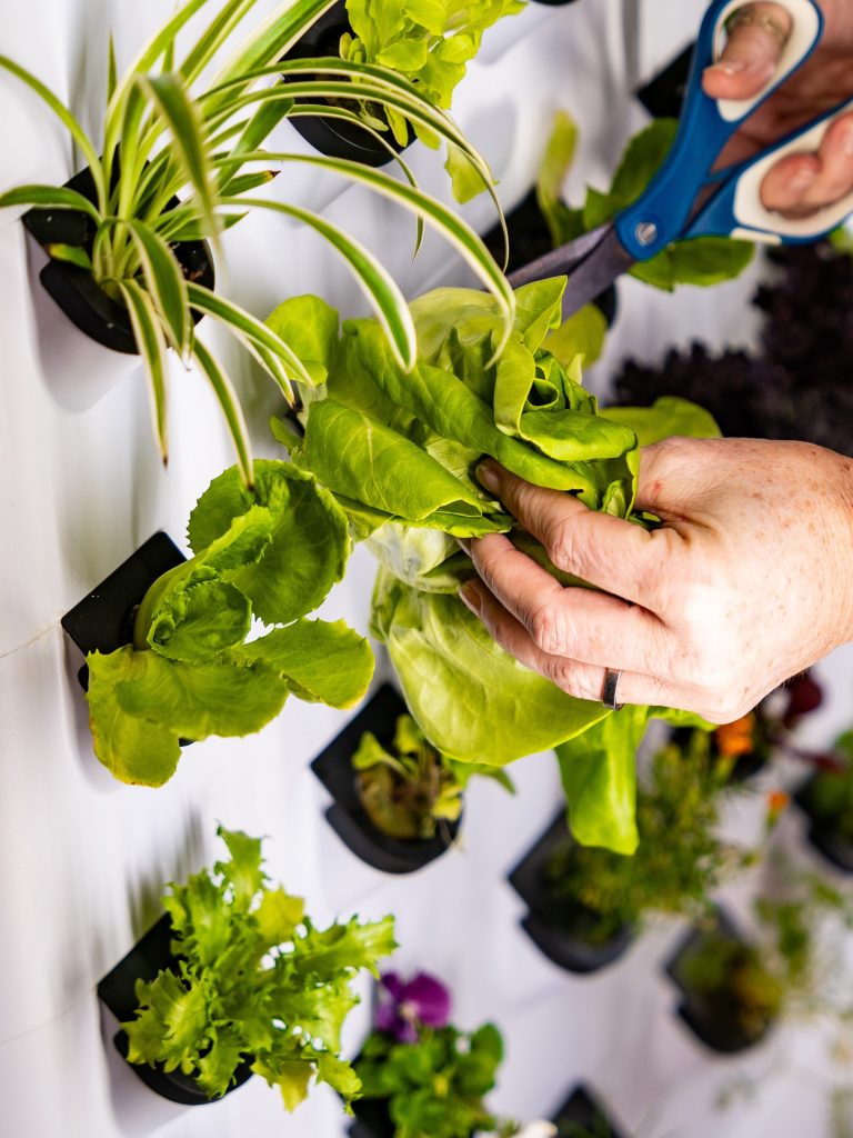 Sistema de cultivo hidropónico - Farming Zone reseña y precio